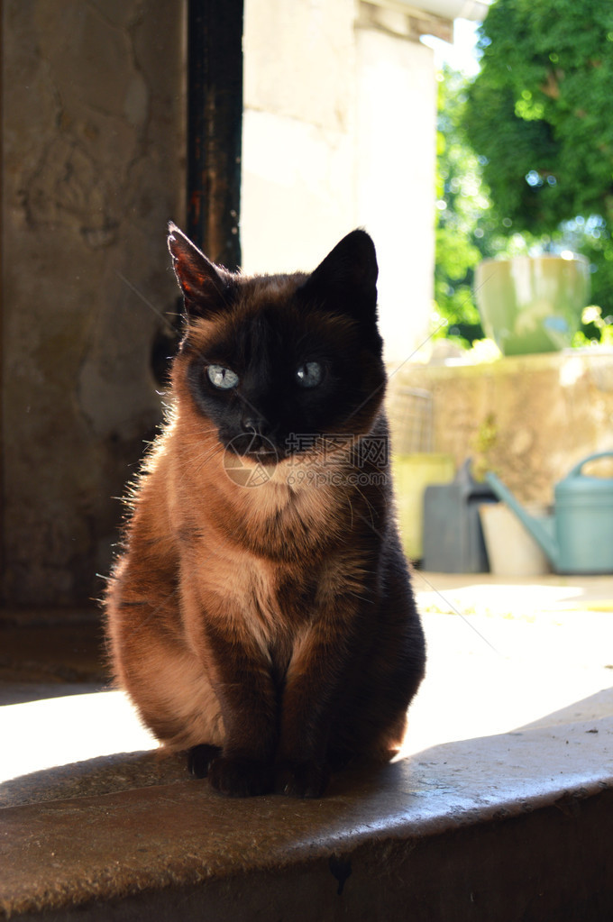 一只漂亮的暹罗猫图片