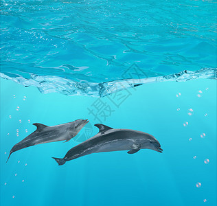 两只海豚在蓝水下图片