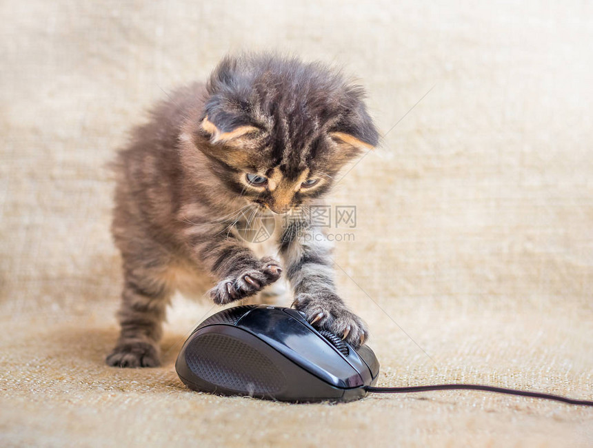 一只小猫被电脑鼠玩耍猫捉老图片