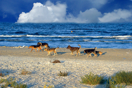走在海滩的狗图片