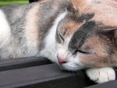 睡觉的猫面对紧闭图片