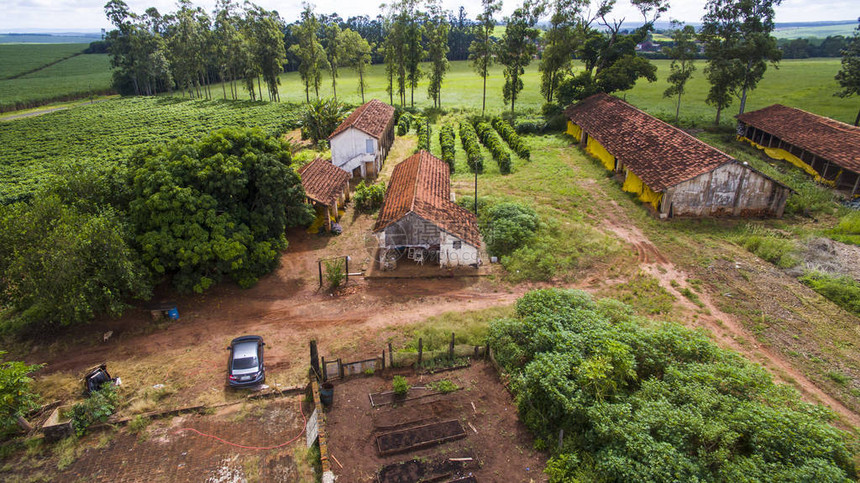 巴西的鸡合作社咖啡种植场图片