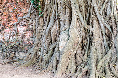 泰国大城府历史公园帕那空西大城府玛哈泰寺旧墙上的榕树根被古像图片