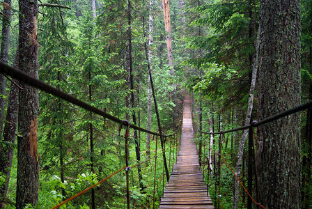 悬索桥穿过森林深处的沟壑延伸到透视图片