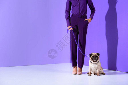 穿着紫色西装的紫色女孩与Pug超图片