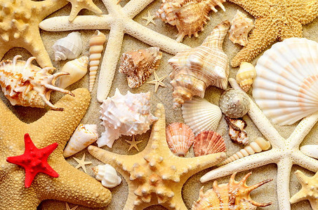 夏季海滩沙滩上的贝壳顶视图图片