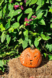 南瓜被雕刻成猫的南瓜灯背景图片