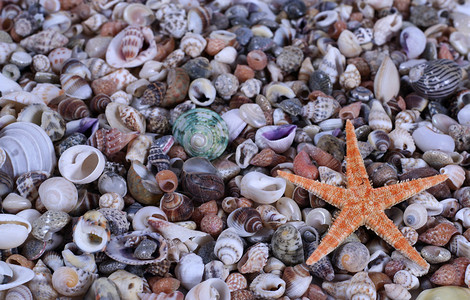 贝壳和海星的特写图片
