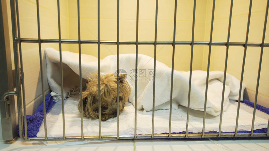 从兽医诊所的手术中恢复的笼子里的狗一家有宠物笼子的动物医院的术后医图片