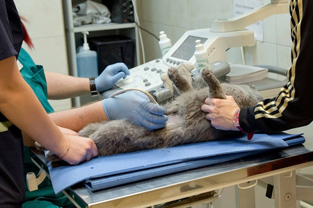 兽医对猫进行超声波检查猫在兽医诊所进行超声诊图片