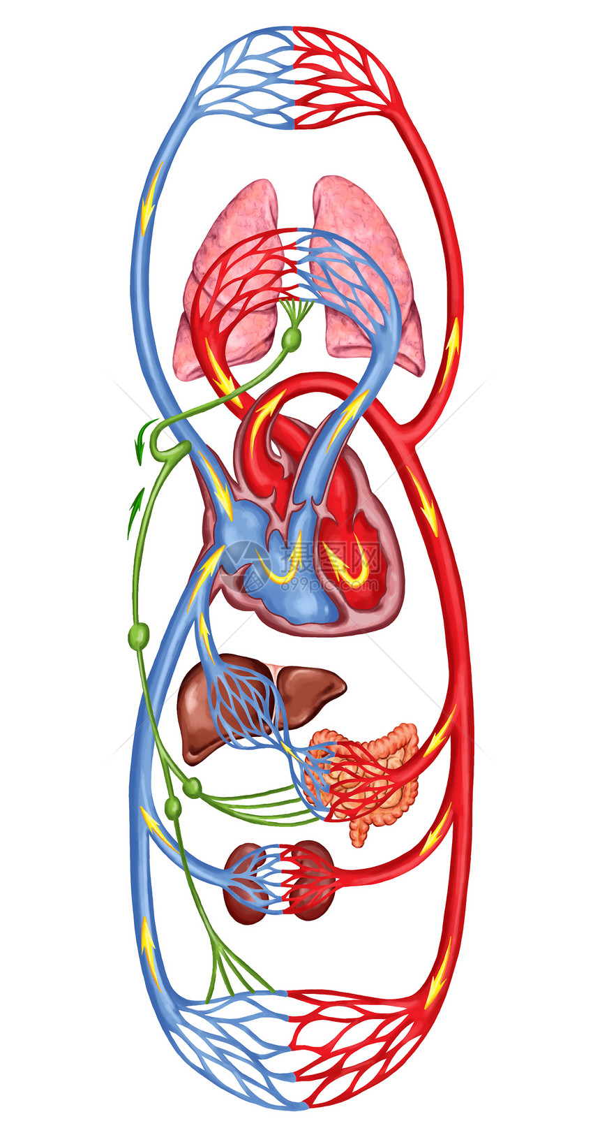 人体血液人体循环多血和心血管系统血液系统解剖图片