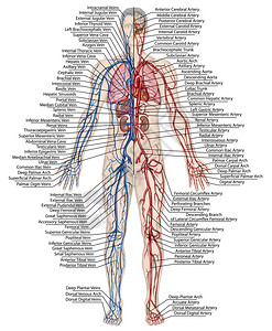 人体血液人体循环血液系统心血管血管动脉和静脉系统的解剖图片