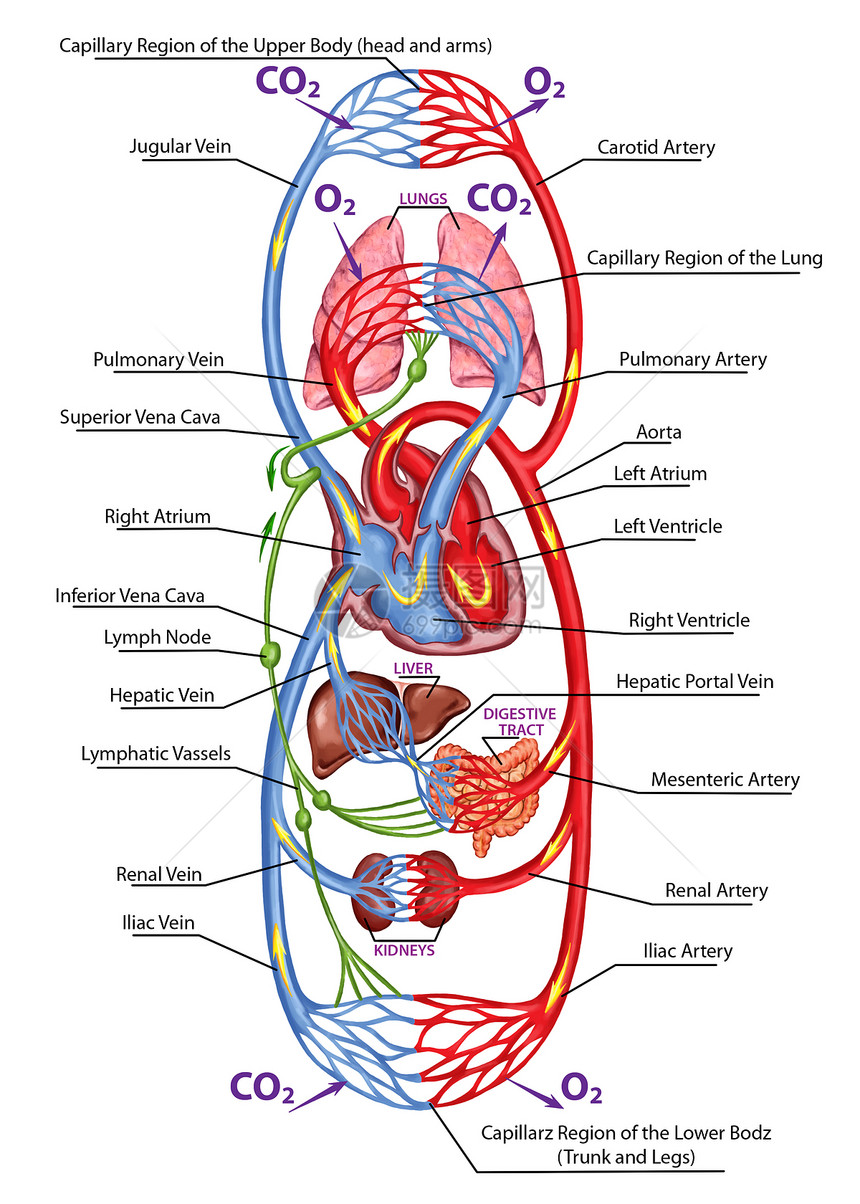人体血液人体循环多血和心血管系统血液系统解剖图片