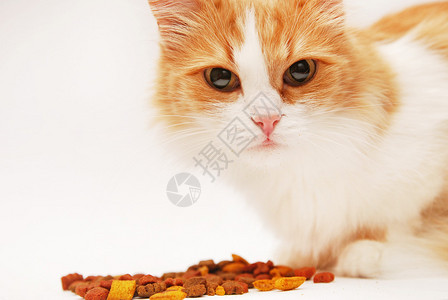 猫咪准备吃猫粮图片