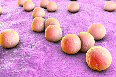 皮肤或黏膜表面球形细菌葡萄球菌和链球菌模型微生物模型模拟电镜细菌图片