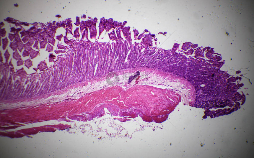 显微镜下的小肠切片图片