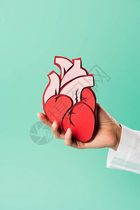 白大衣医生以绿色隔绝的心脏模型心脏模型图片