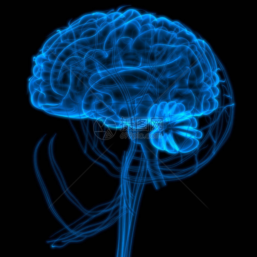 2人类神经系统脑图片