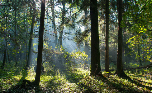 太阳光束进入比亚洛维耶扎森林薄雾清晨富饶的低沉位置图片