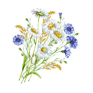水彩的花束洋甘菊和矢车菊蓝色白色背景图片