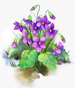 香芋馅白纸上彩色水彩画亮紫花和红绿叶树丛森林紫罗兰从雪地松开的插画