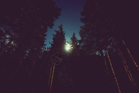 夏日森林美景之夜图片