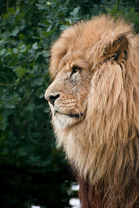 非洲狮子豹PantheraLeo大猫图片