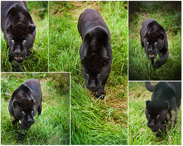 收集黑美洲豹大猫PantheraOnca图片