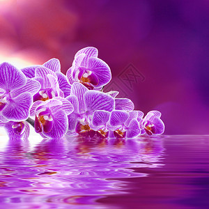紫兰花花束图片