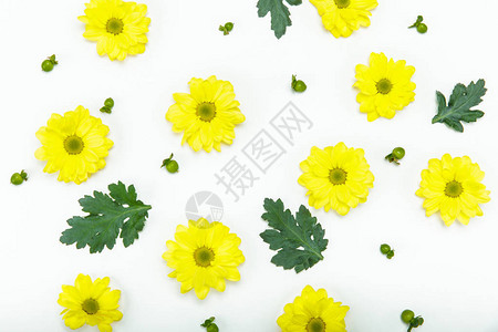 白色上孤立的美丽盛开的小黄色花背景图片