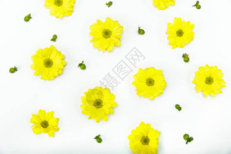 白色上孤立的美丽盛开的小黄色花背景图片