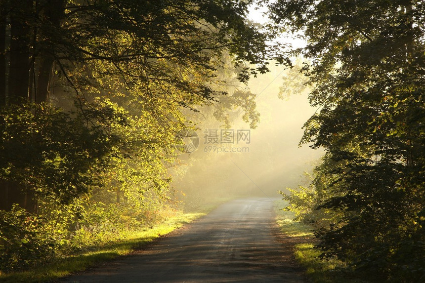 秋天树林的乡村小道景象图片