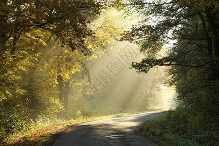 乡村公路在迷雾的清晨穿过景色明图片