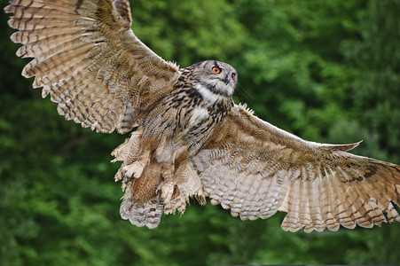 欧洲鹰猫EuropeanEagleOwl图片