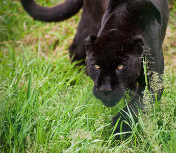 黑美洲豹PantheraOnca在被囚禁图片