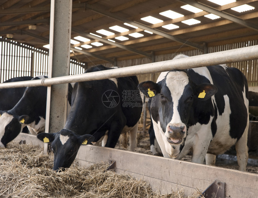 在农场挤奶棚里等待挤奶的牛图片