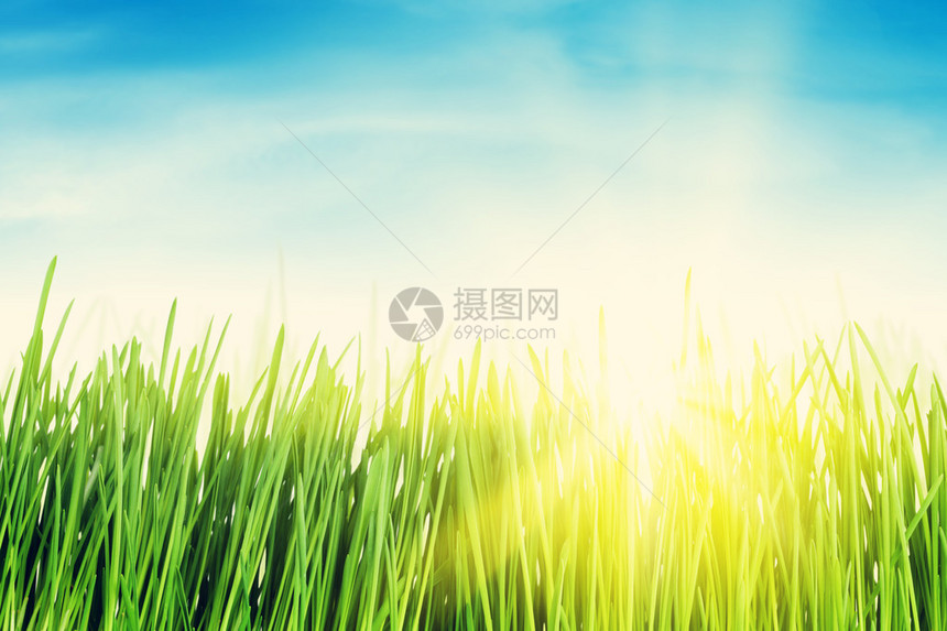 绿草场和蓝天阳光明媚图片