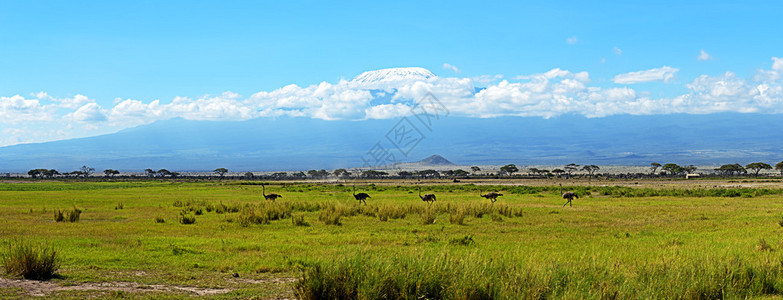 肯尼亚安博塞利公园的OstrichesKilim图片