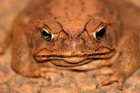 CaneToad澳大利亚Kaka图片