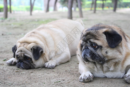 两个肥胖的哈巴狗图片