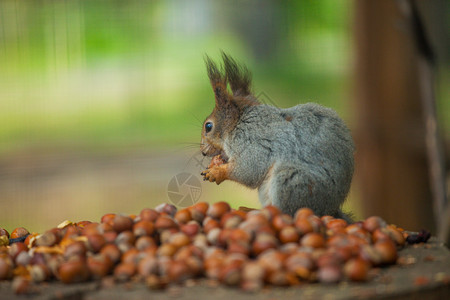 松鼠吃坚果的照片图片