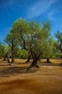橄榄树林种植橄榄的地方图片