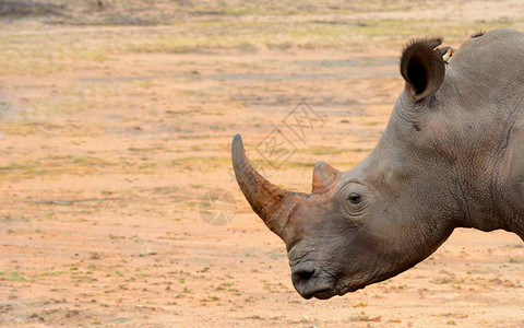南非Kruger公园干旱地区的犀牛头部关闭南非克图片