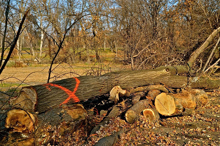 树上标有红X的一棵树将因感染荷兰耳目疾病而背景图片