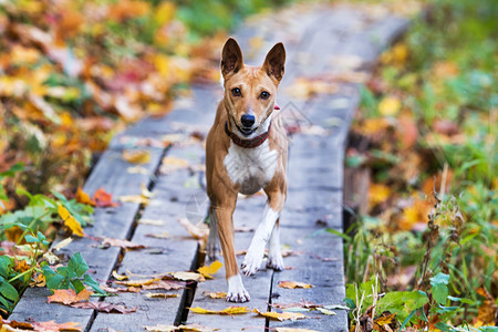 秋天公园里的巴辛吉狗图片
