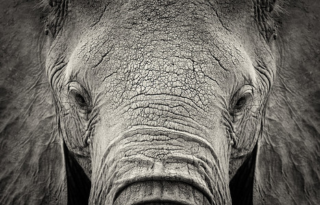 非洲大象Loxodontaafricana的特写镜头图片