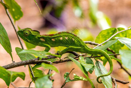 安贾自然保护区绿色变素图片