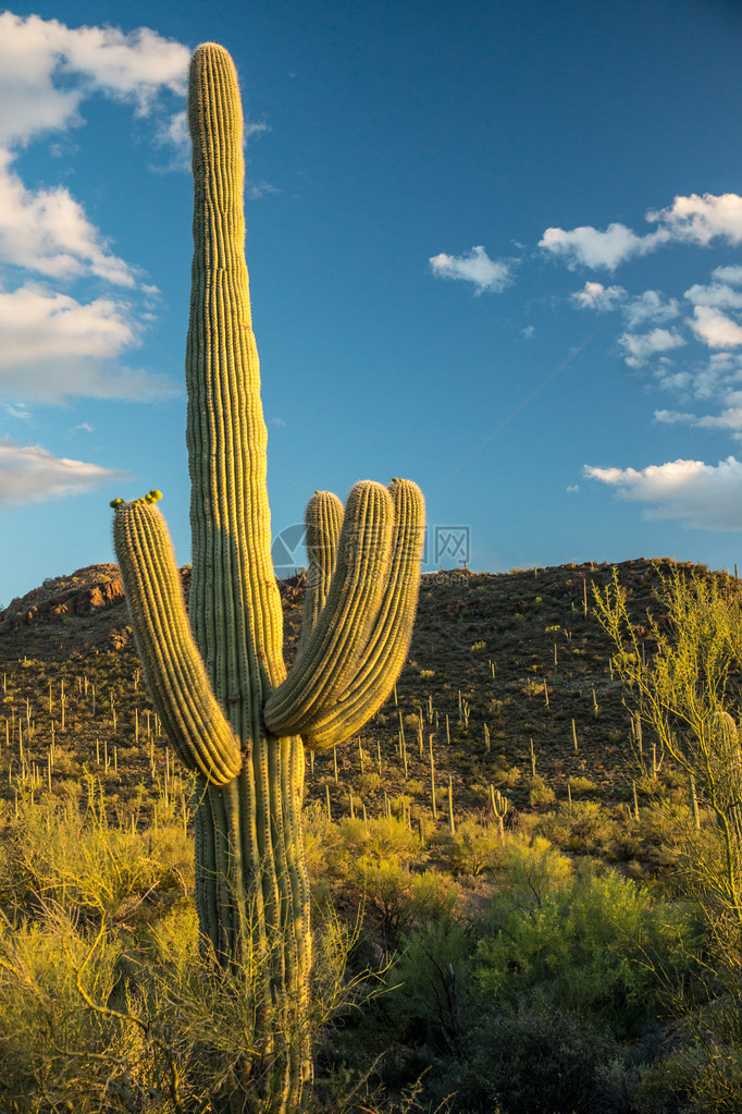 落日向亚利桑那州Tucson附近的一个标志萨瓜罗仙人掌投图片