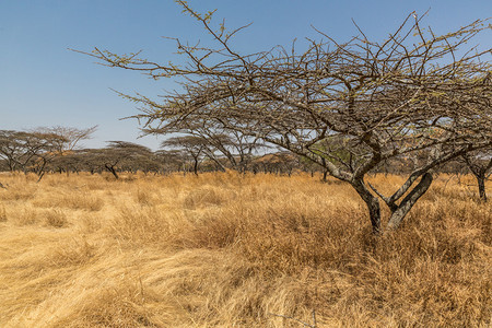 埃塞俄比亚Abjattashana公园干草原的阿卡西亚图片