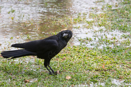近距离面对黑鸟乌鸦在图片
